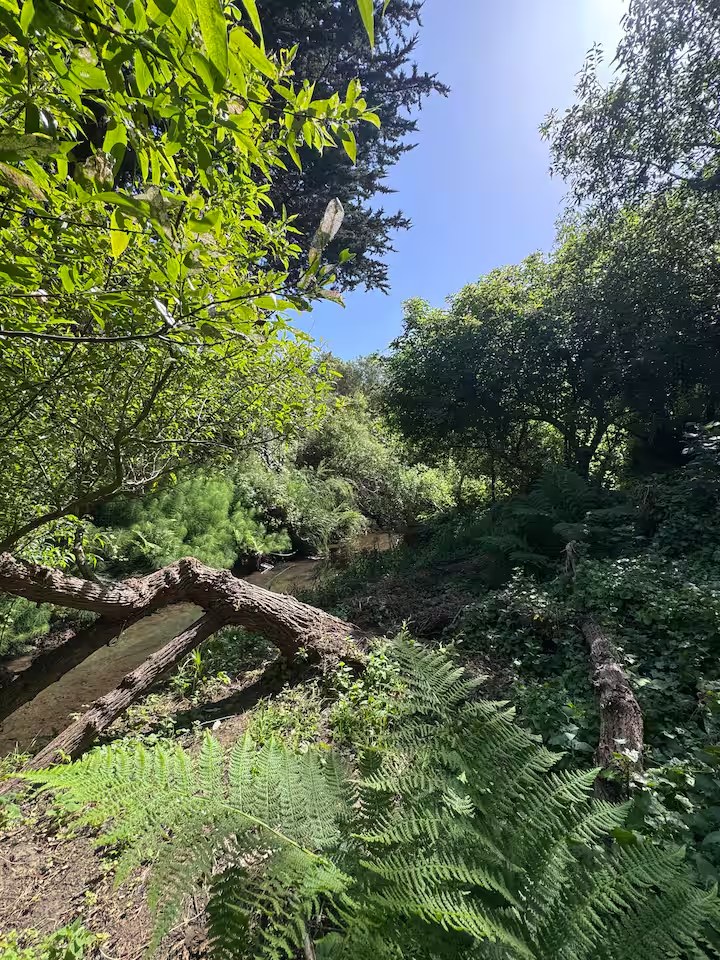 Sword ferns and fallen logs alongside the creek in dappled sunlight